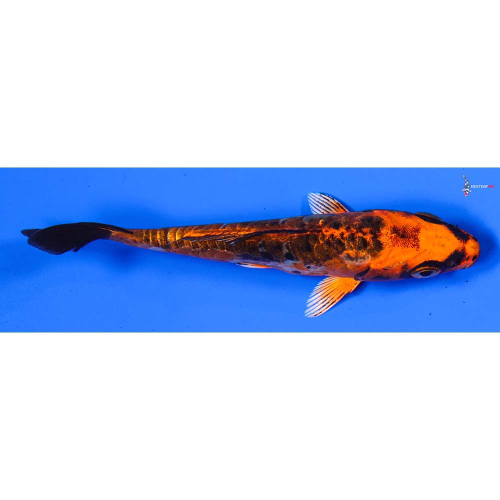 5” Imported Doitsu Orenji Matsuba
