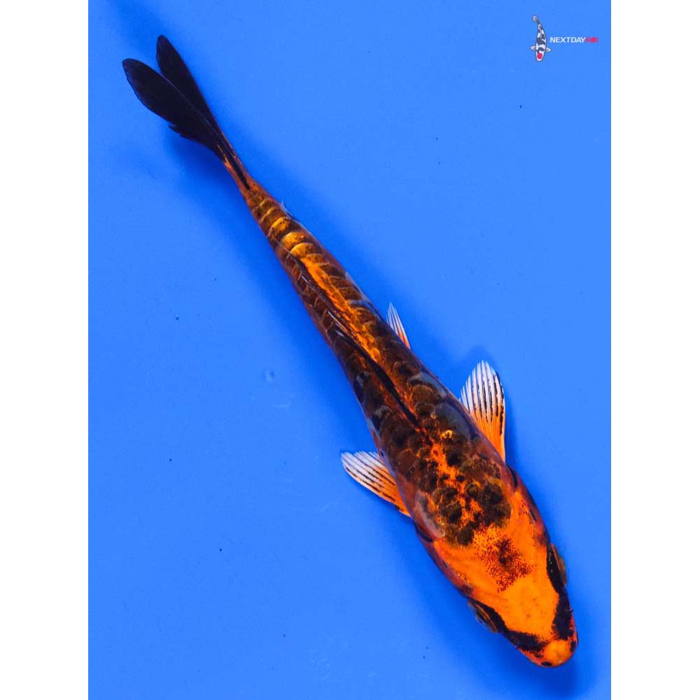 5” Imported Doitsu Orenji Matsuba