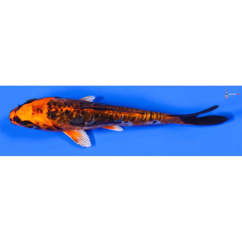5” Imported Doitsu Orenji Matsuba