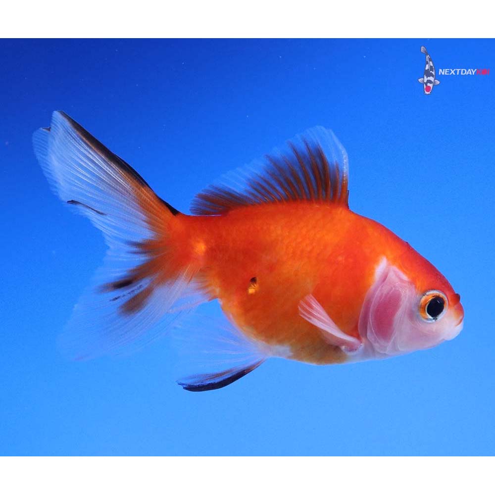 3” Imported Calico Ryukin