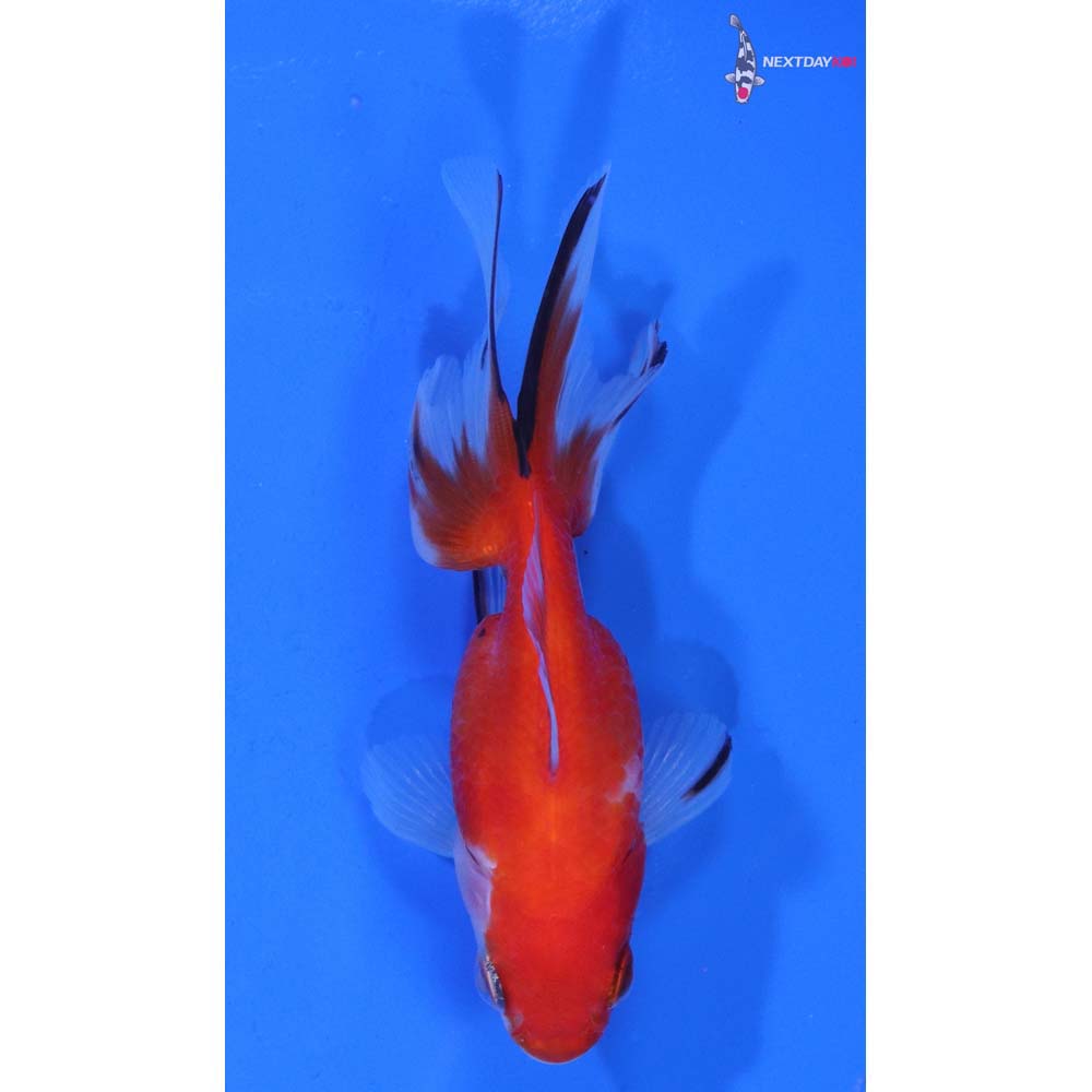 3” Imported Calico Ryukin
