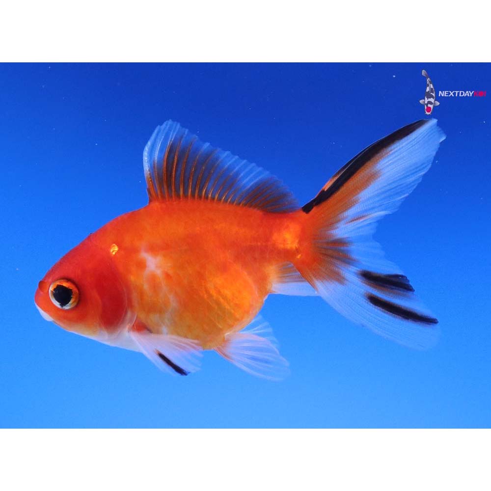 3” Imported Calico Ryukin