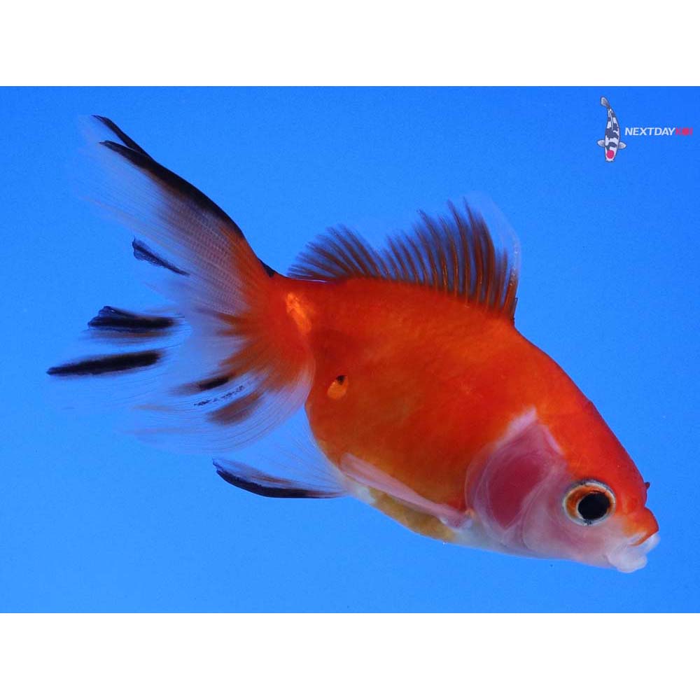 3” Imported Calico Ryukin
