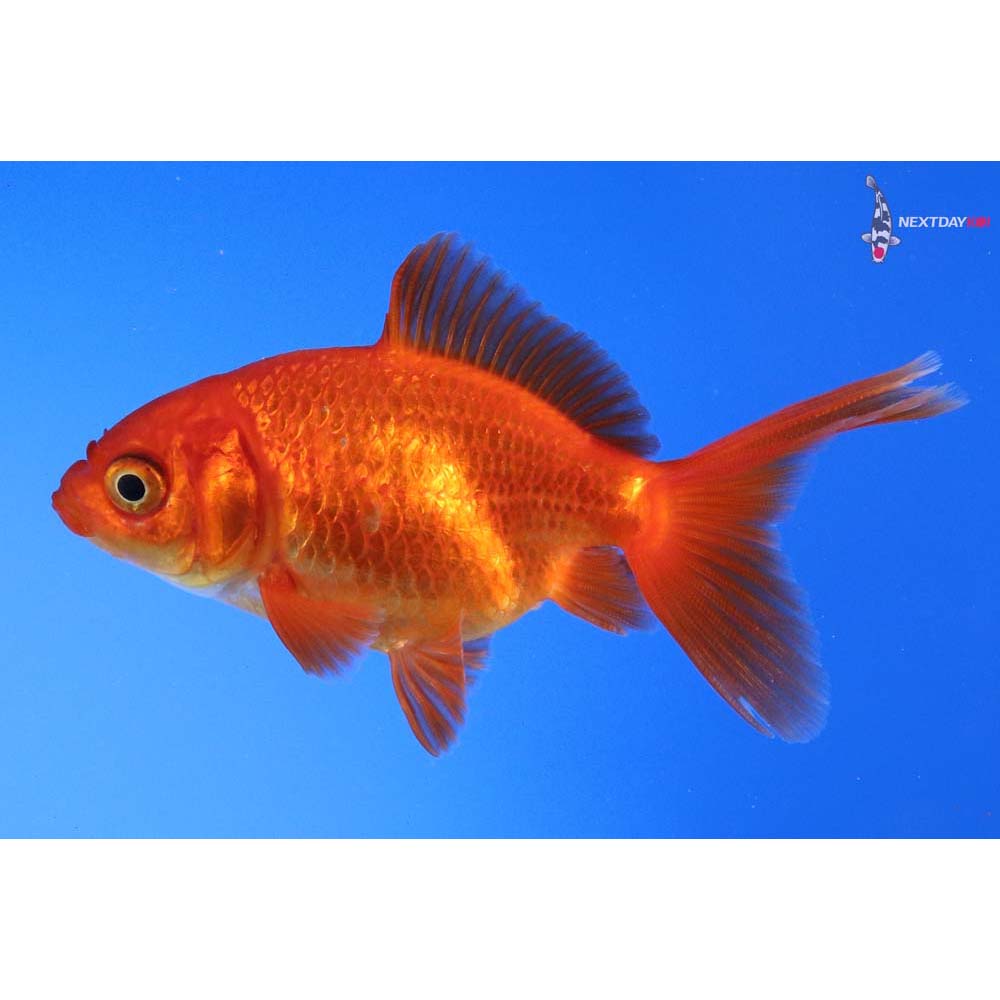 3.5” Imported Red Ryukin