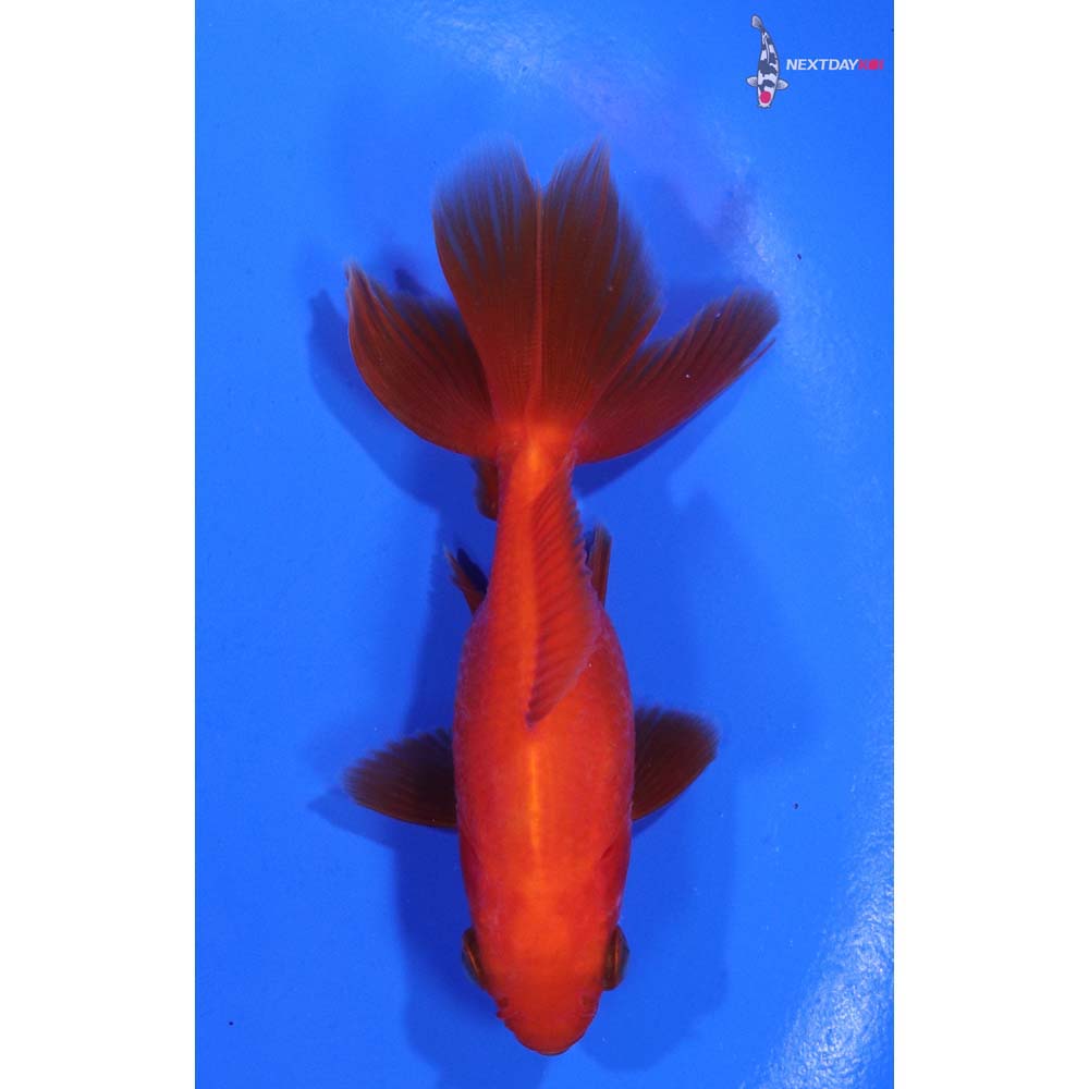 3.5” Imported Red Ryukin
