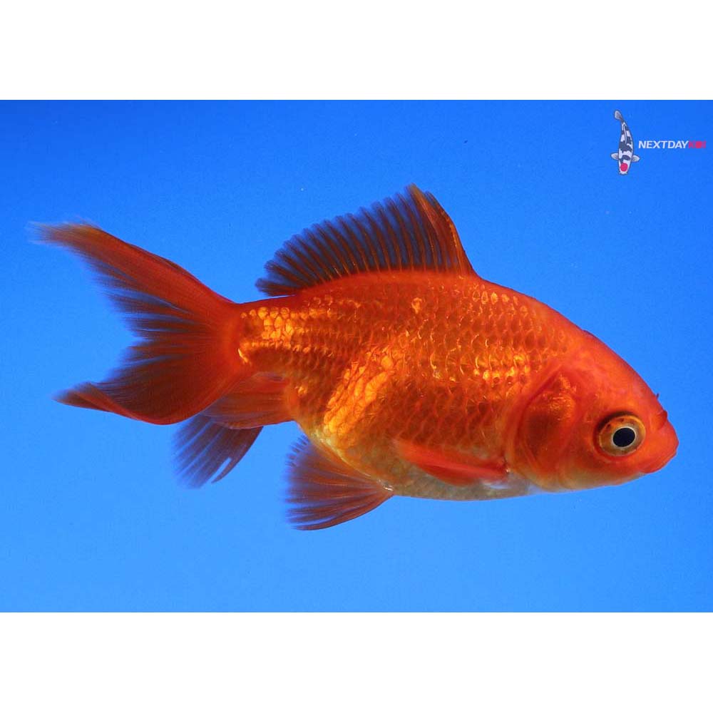 3.5” Imported Red Ryukin