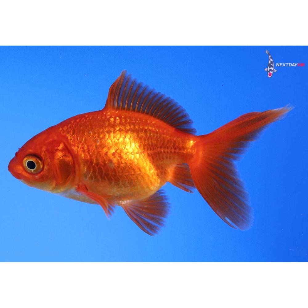 3.5” Imported Red Ryukin