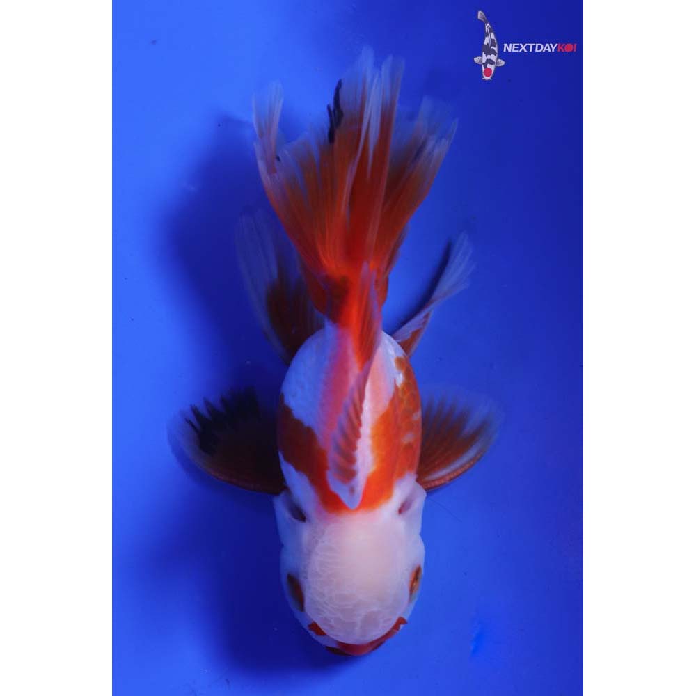4” Imported Tri Color Oranda