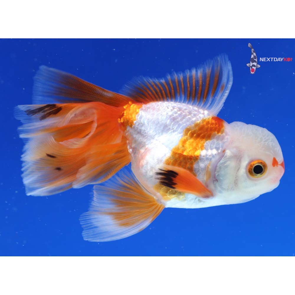 4” Imported Tri Color Oranda