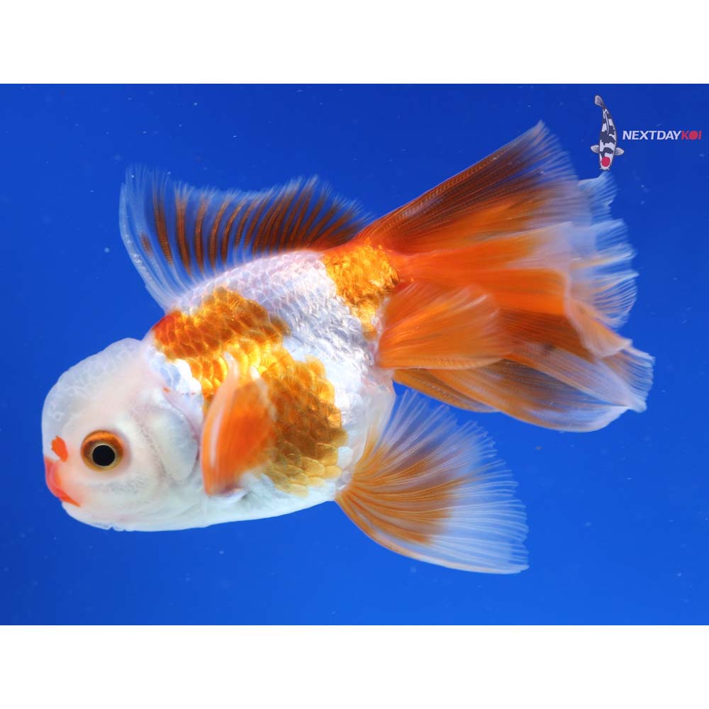 4” Imported Tri Color Oranda