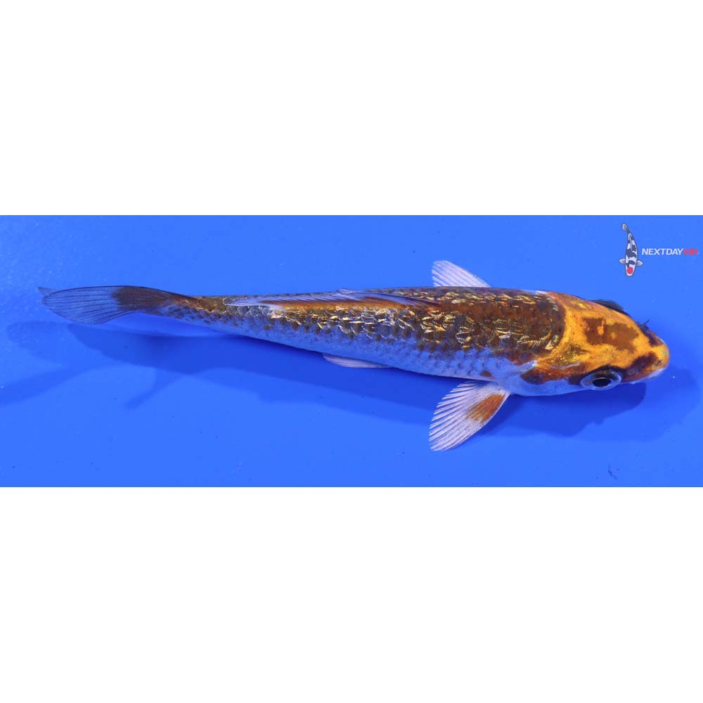 3.5” Imported Gin Rin Kujaku