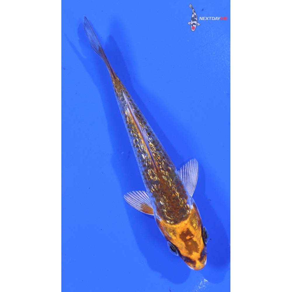 3.5” Imported Gin Rin Kujaku