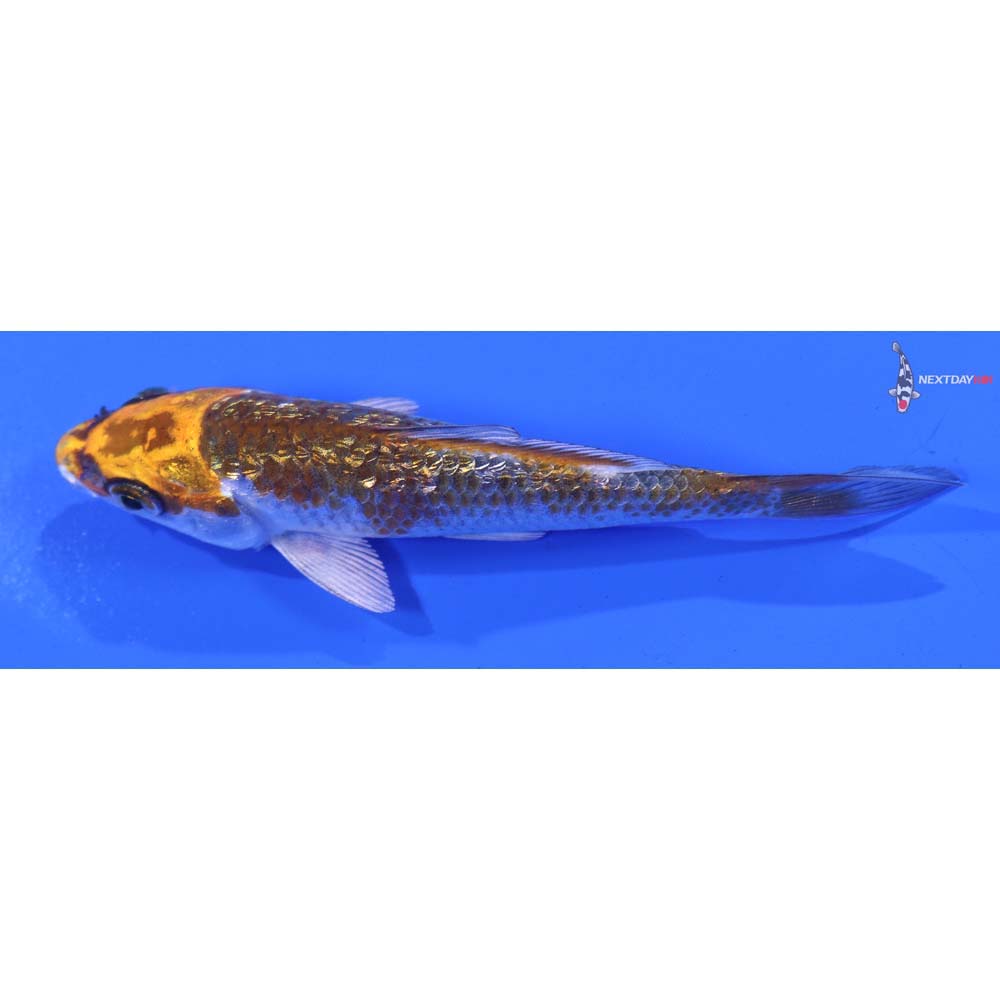 3.5” Imported Gin Rin Kujaku