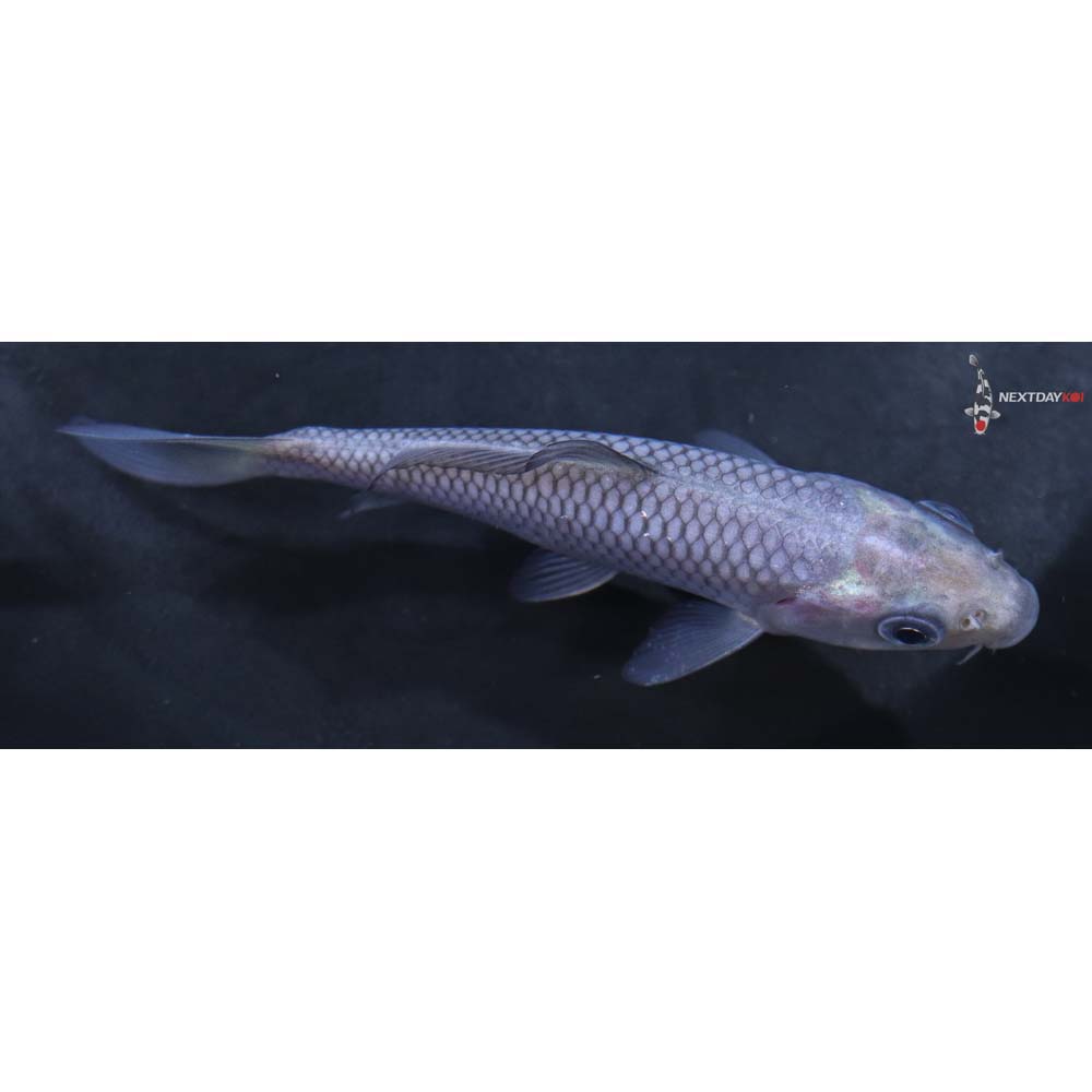 4” Imported Soragoi