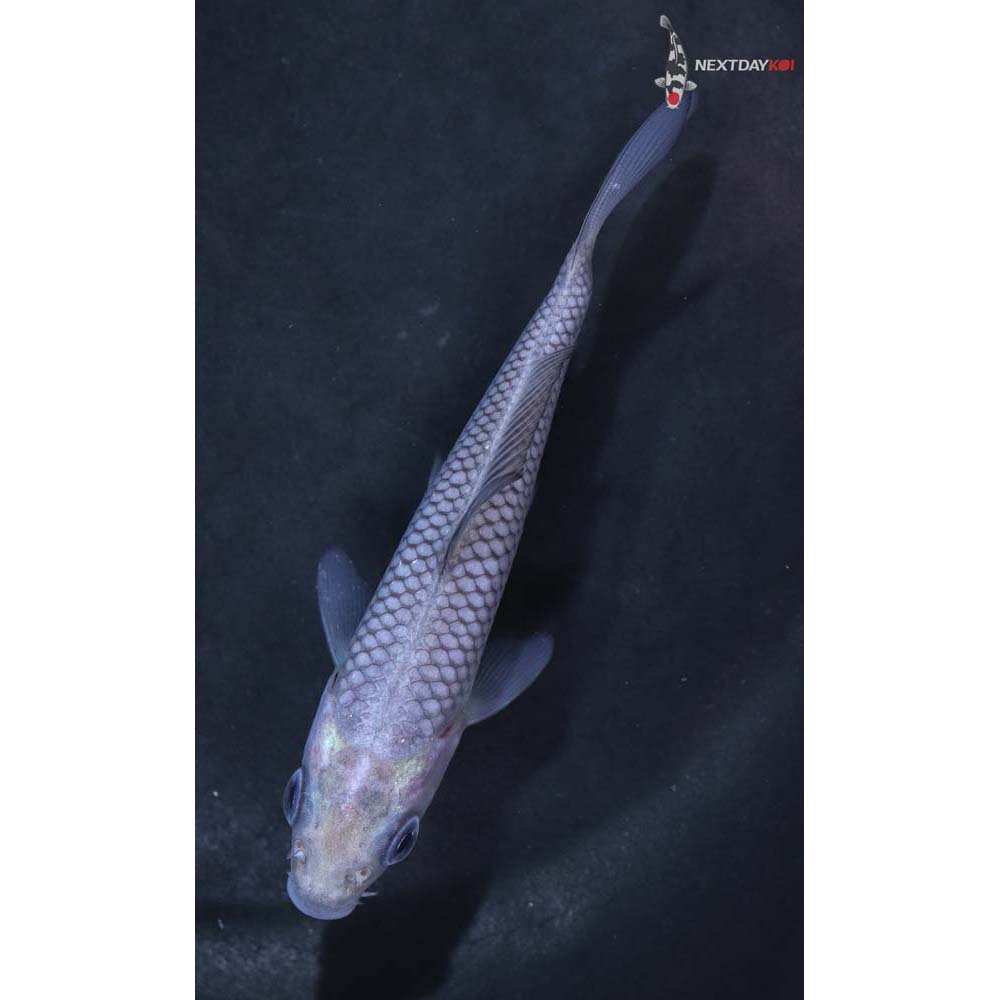 4” Imported Soragoi