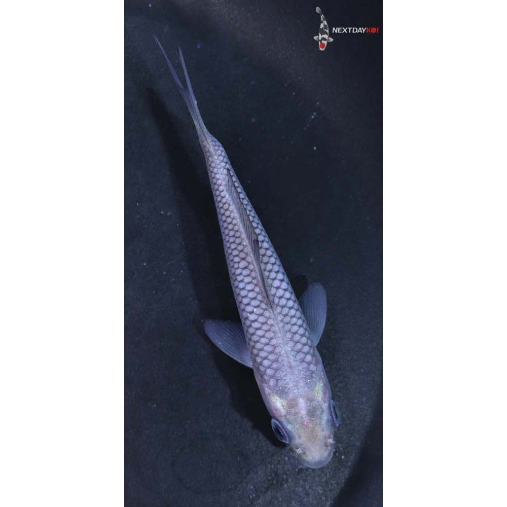 4” Imported Soragoi