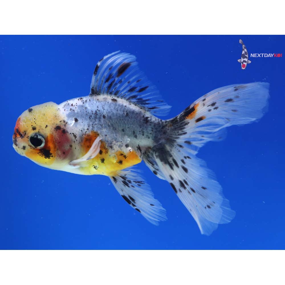 4” Imported Calico Oranda