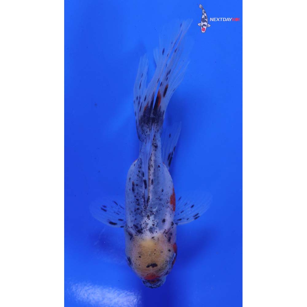 4” Imported Calico Oranda