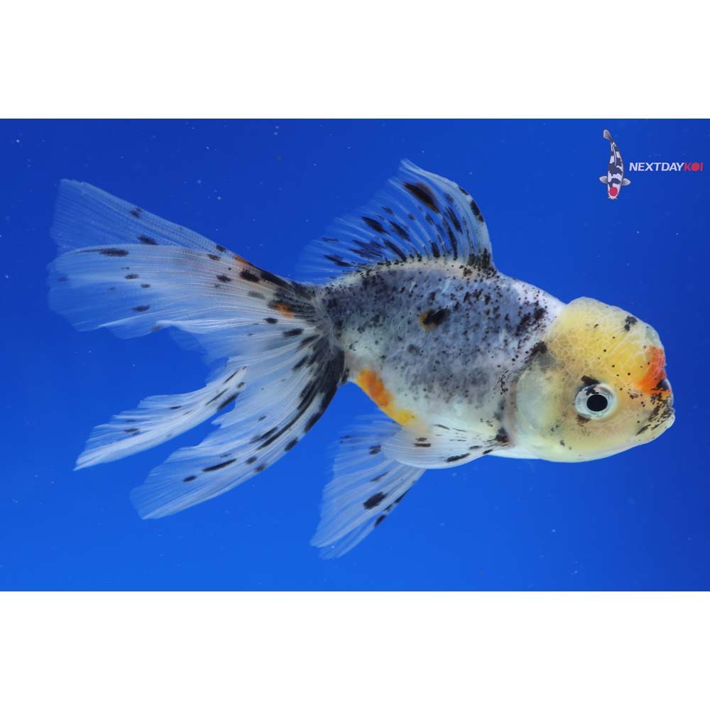 4” Imported Calico Oranda