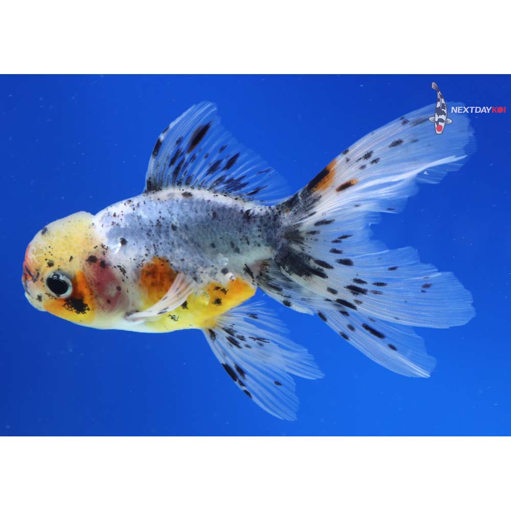 4” Imported Calico Oranda