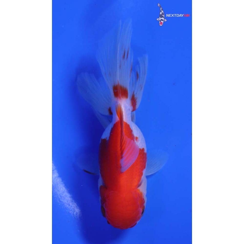 4” Imported Red and White Oranda