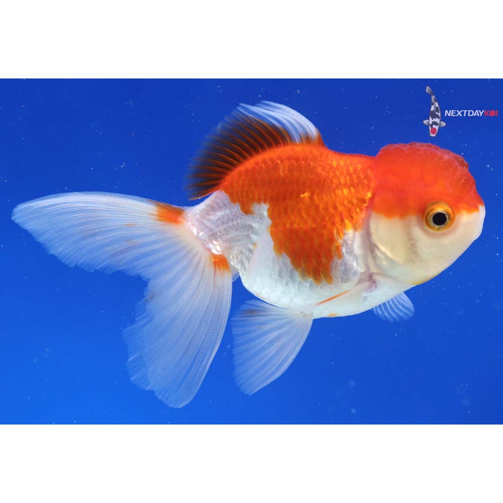 4” Imported Red and White Oranda
