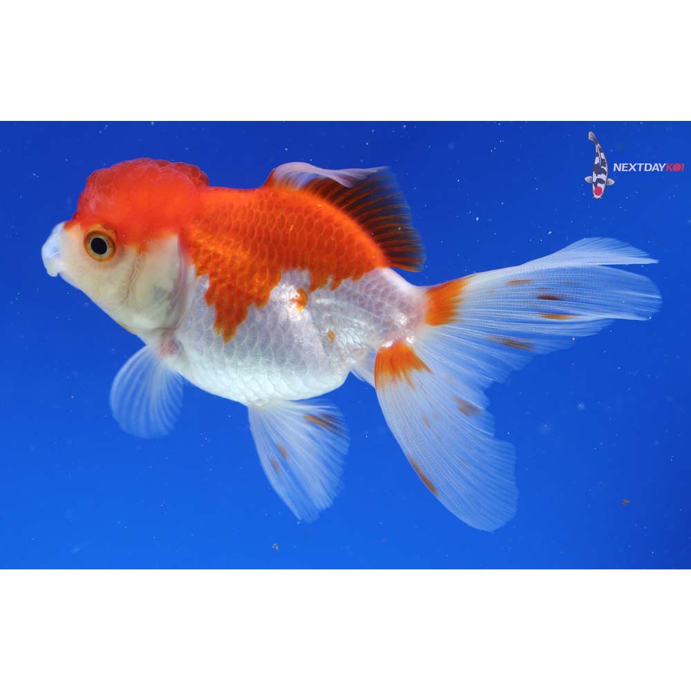 4” Imported Red and White Oranda