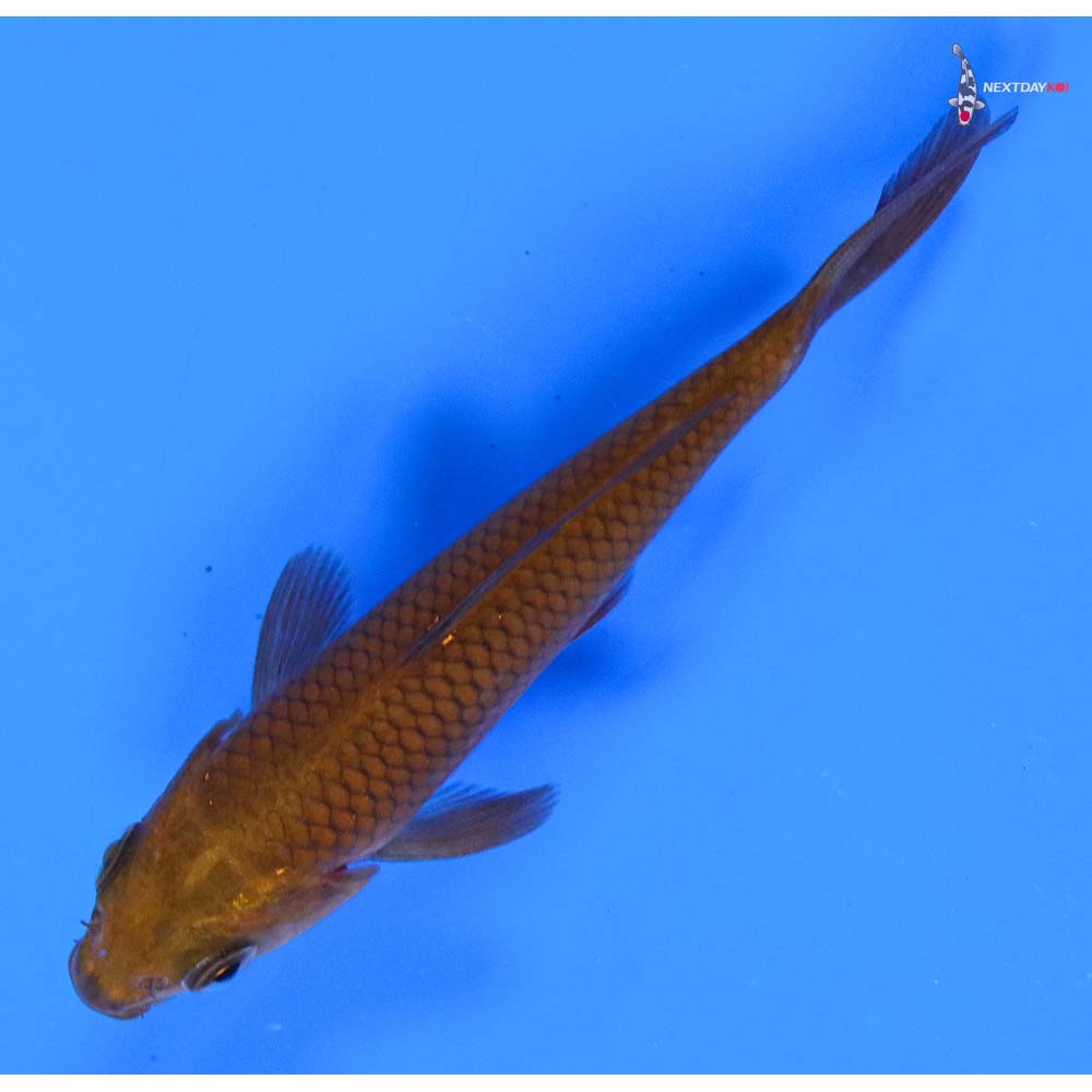 4” Imported Chagoi