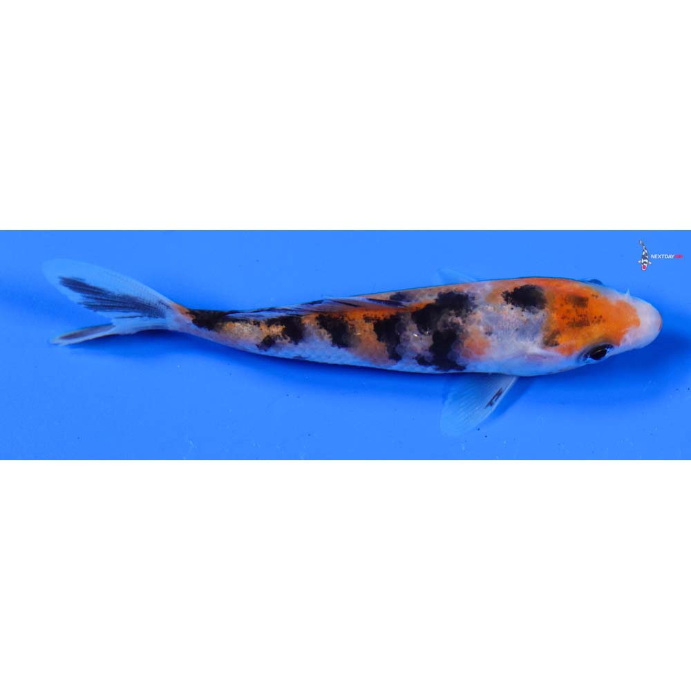 4” Imported Sanke