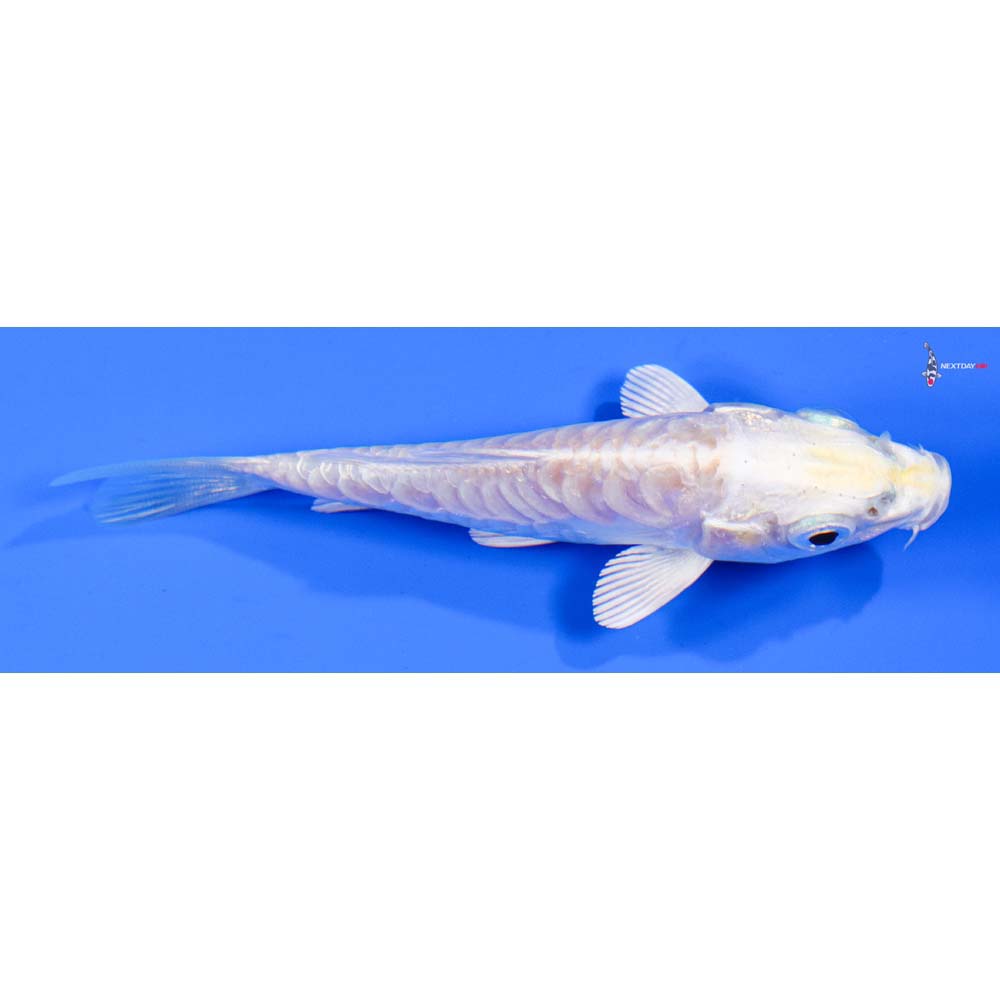 4” Imported Doitsu Lemon Hariwake