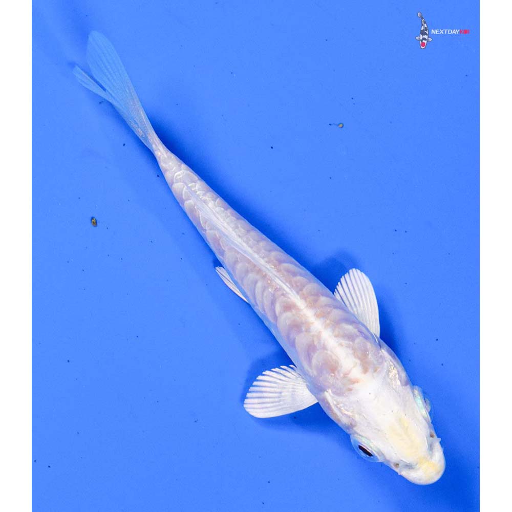 4” Imported Doitsu Lemon Hariwake