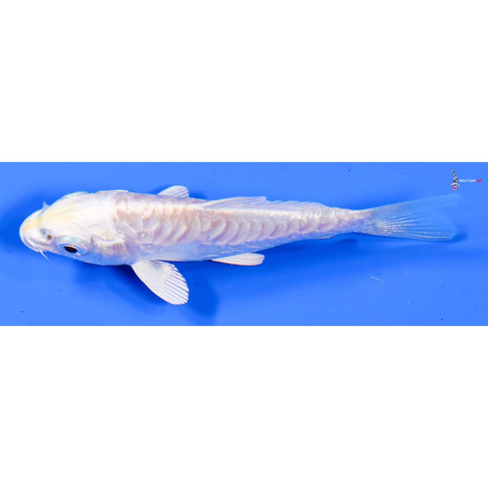 4” Imported Doitsu Lemon Hariwake