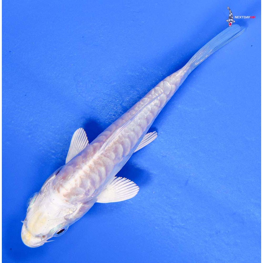 4” Imported Doitsu Lemon Hariwake