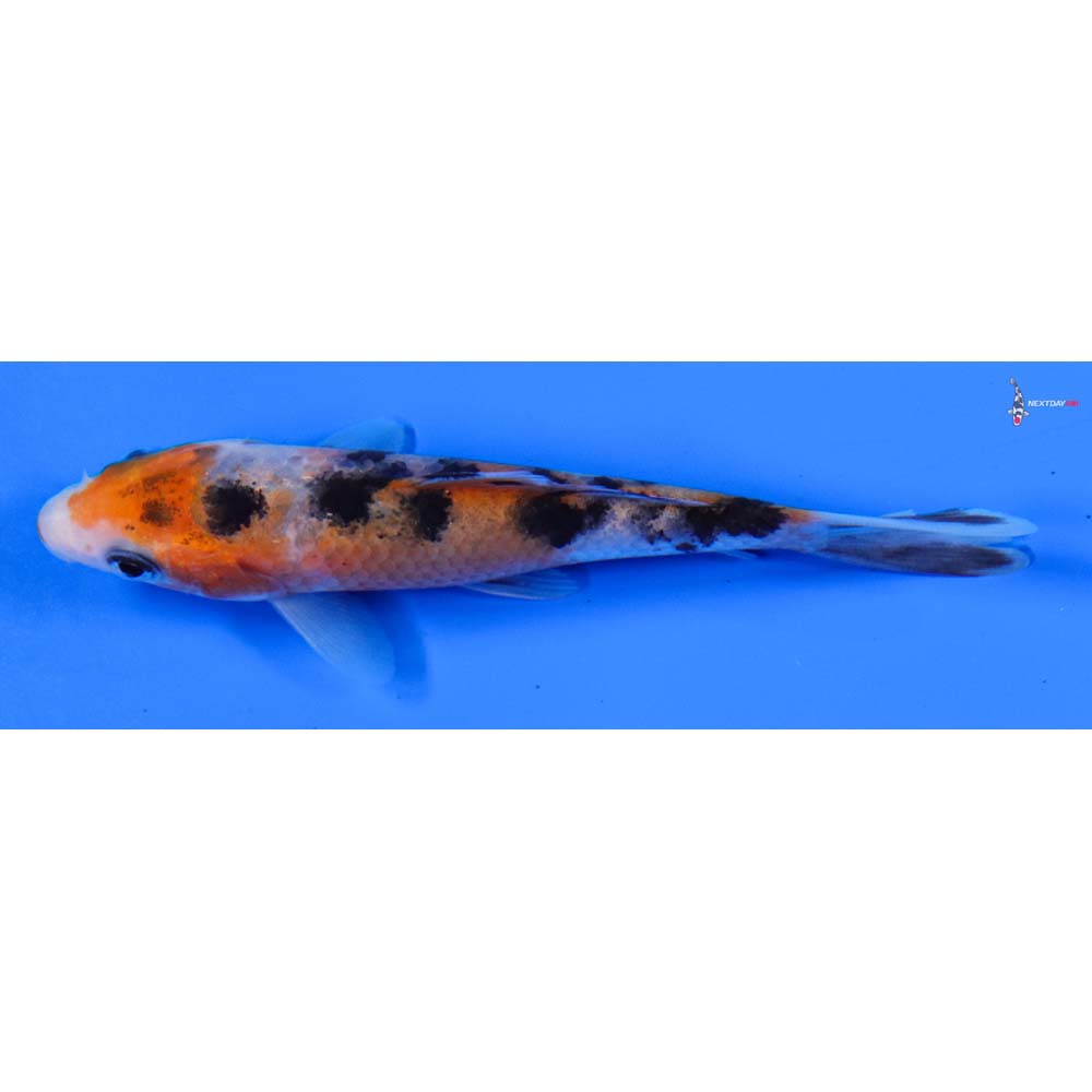 4” Imported Sanke