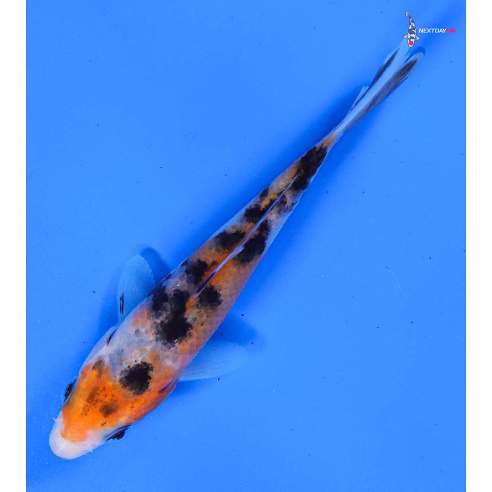 4” Imported Sanke