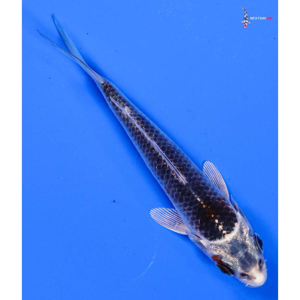 4” Imported Gin Matsuba