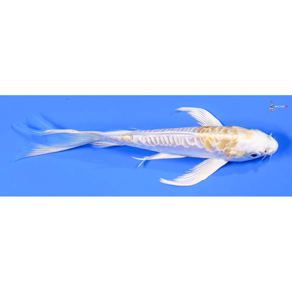 7” Imported Doitsu Lemon Hariwake Butterfly Koi