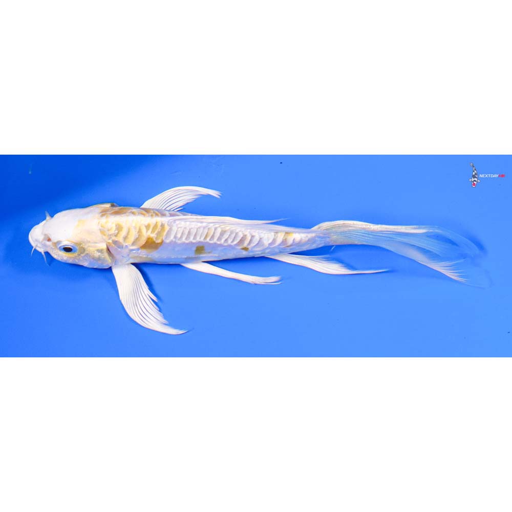 7” Imported Doitsu Lemon Hariwake Butterfly Koi
