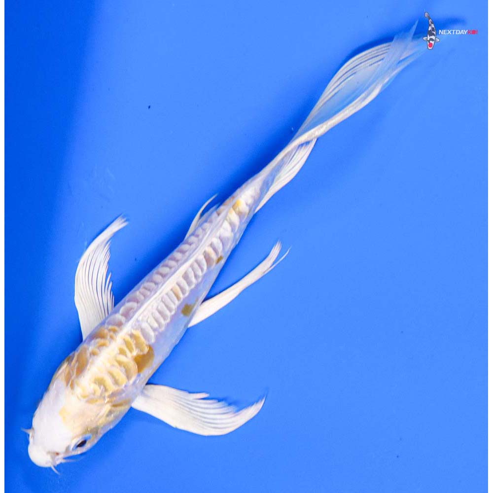 7” Imported Doitsu Lemon Hariwake Butterfly Koi