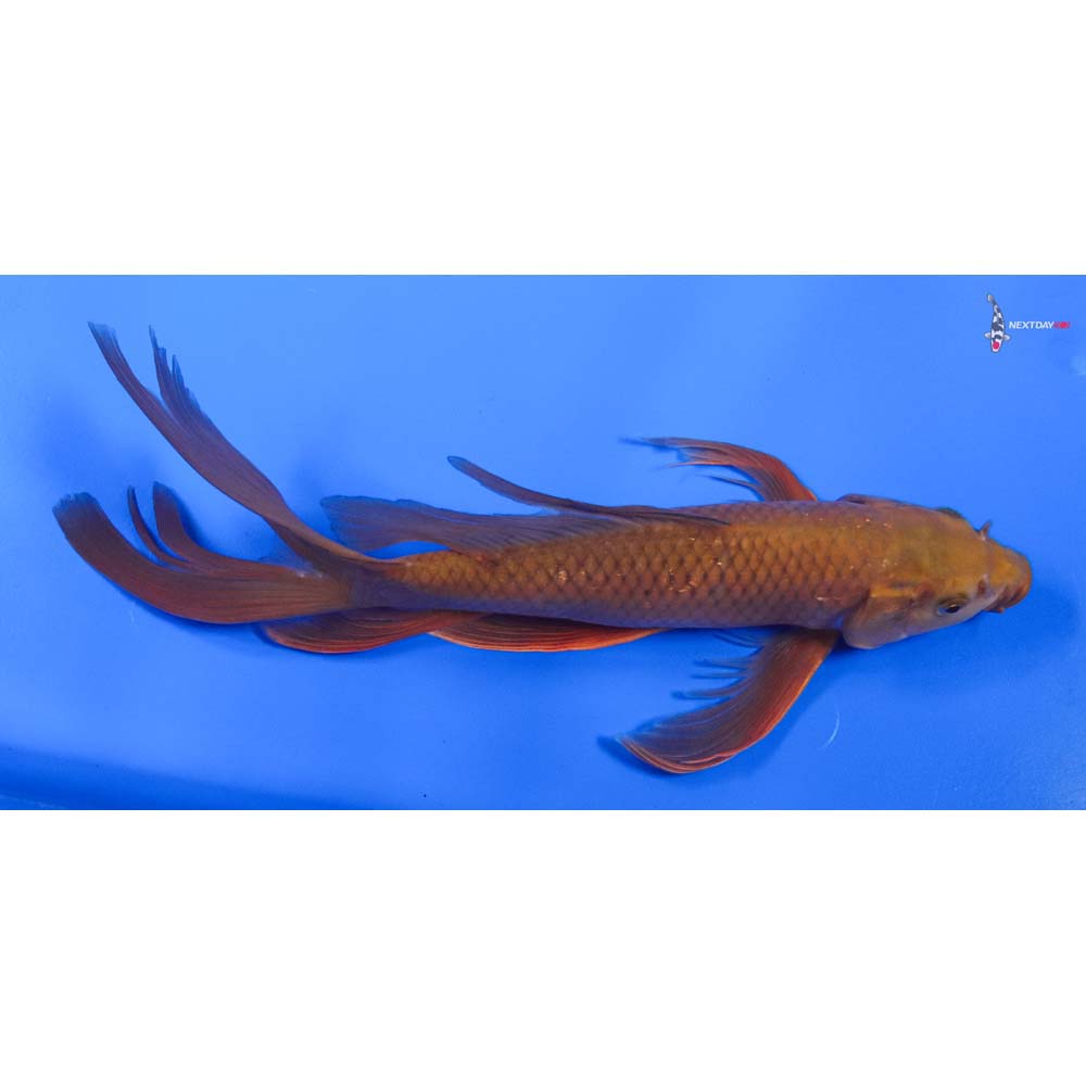 12” Imported Chagoi Butterfly Koi