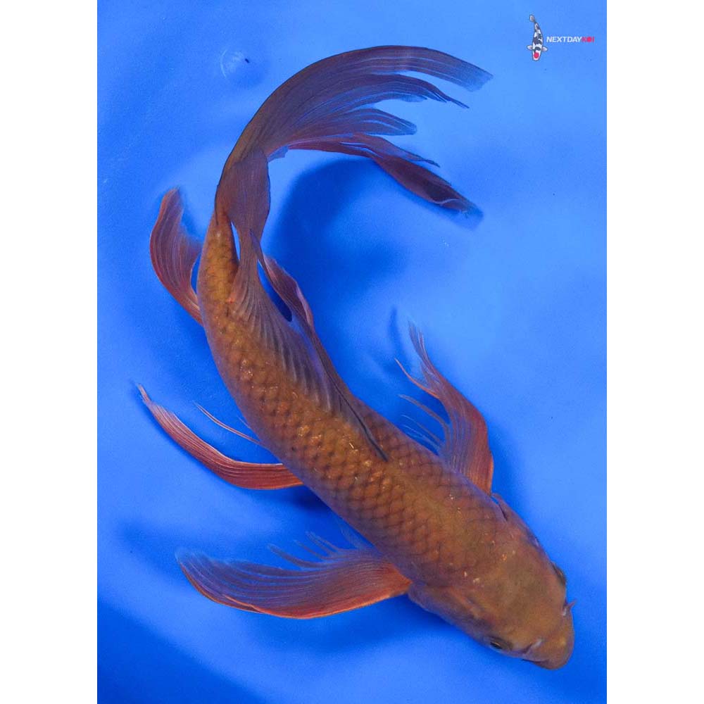 12” Imported Chagoi Butterfly Koi