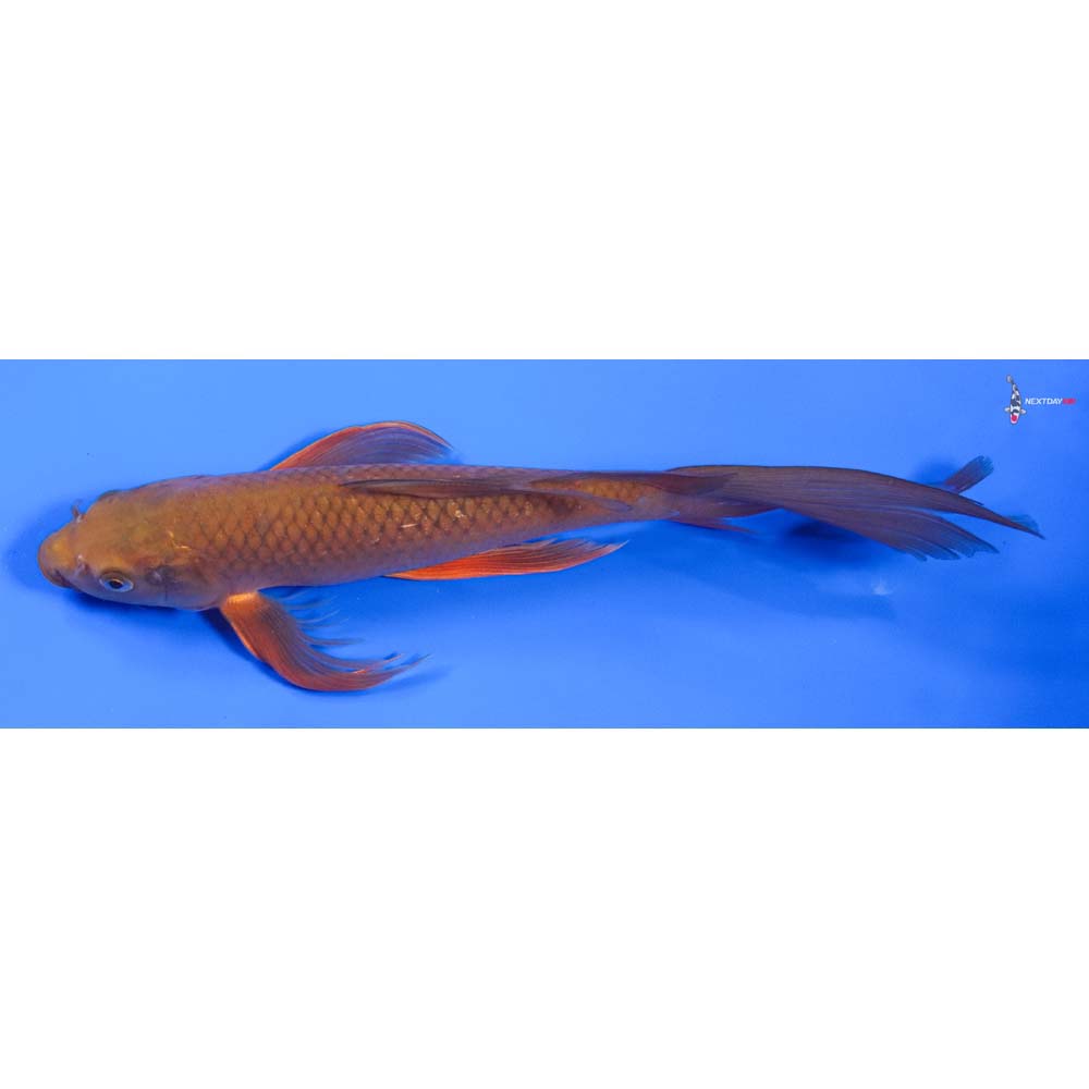 12” Imported Chagoi Butterfly Koi
