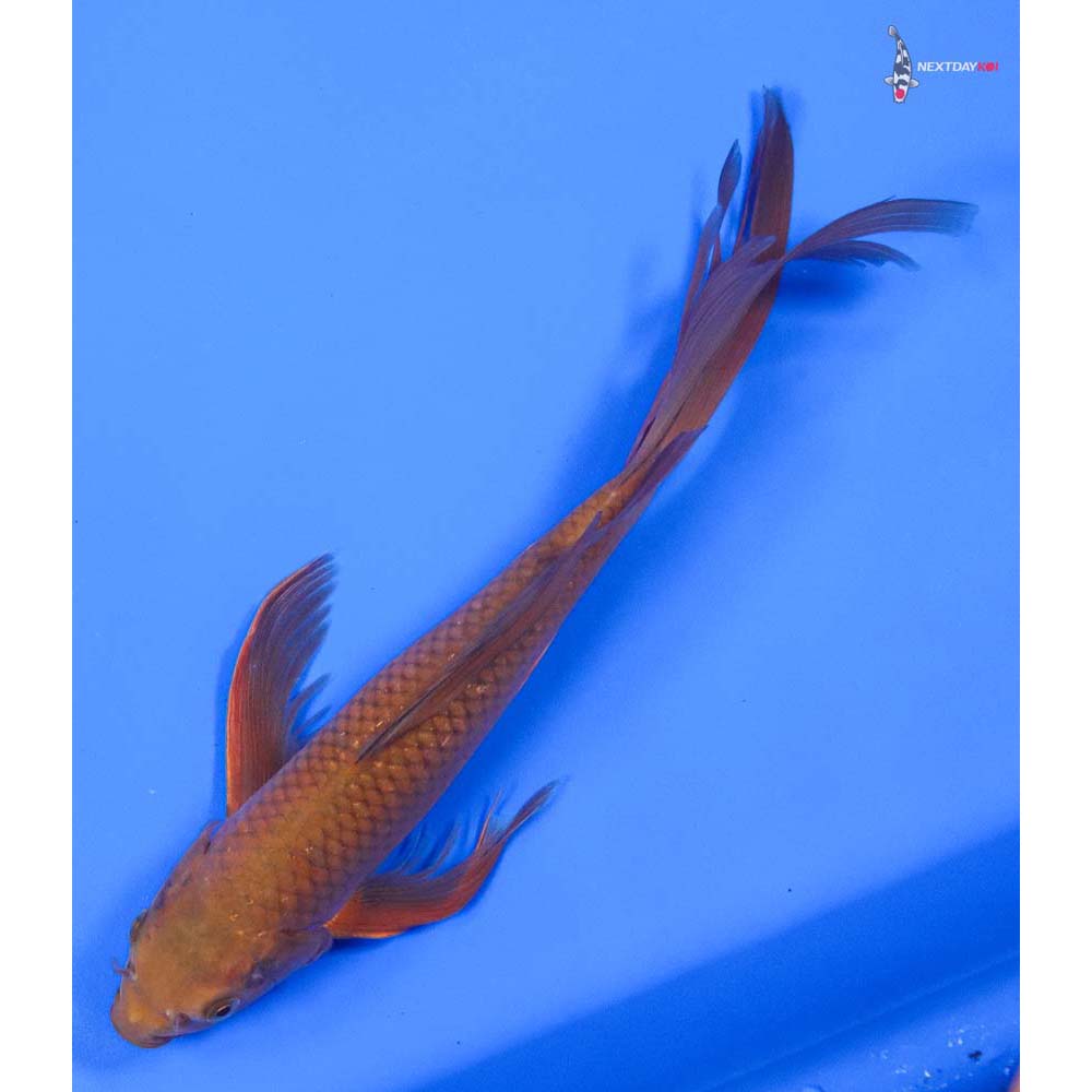 12” Imported Chagoi Butterfly Koi