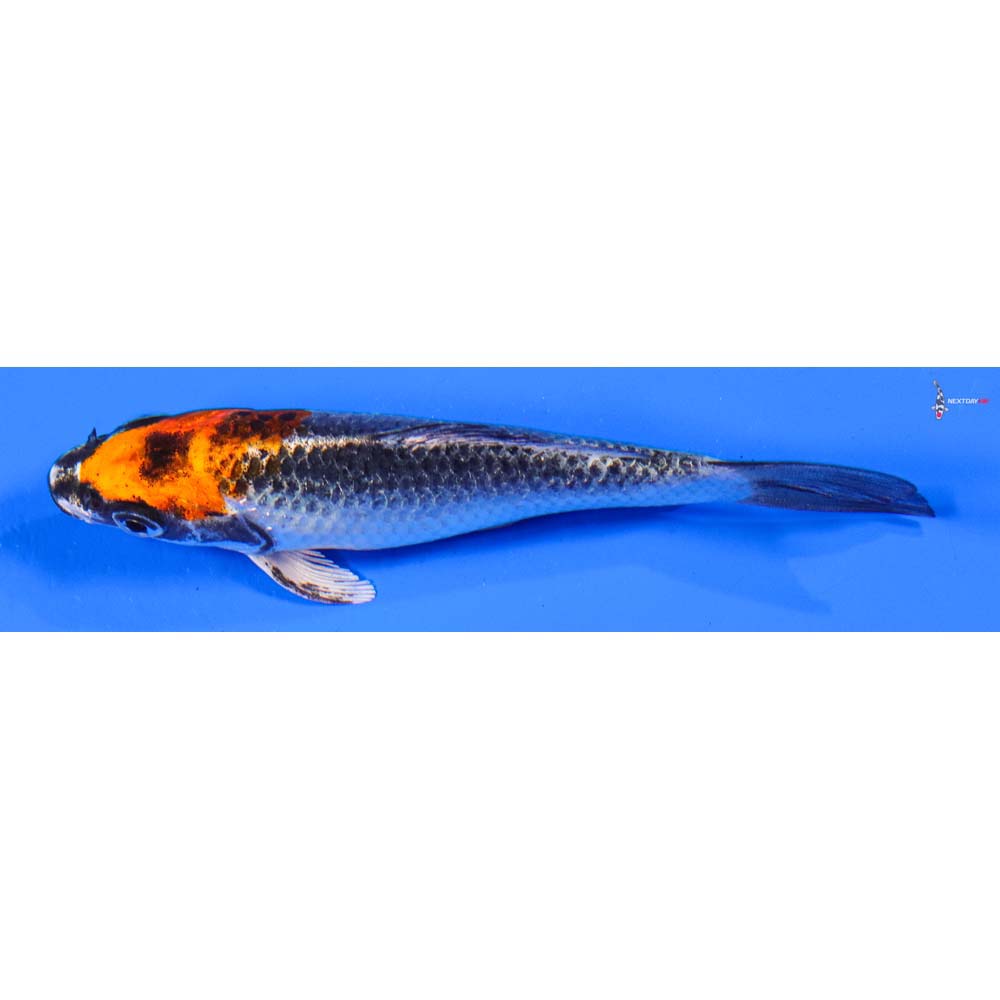 4.5” Imported Kujaku