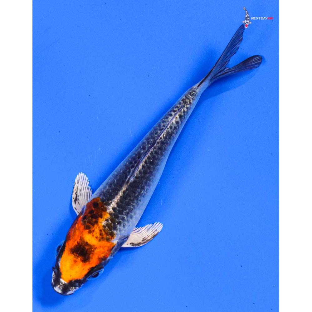 4.5” Imported Kujaku