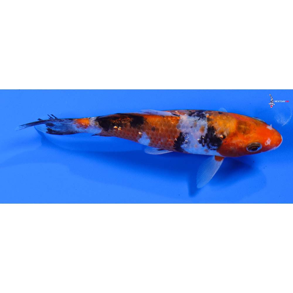 5” Imported Gin Rin Sanke