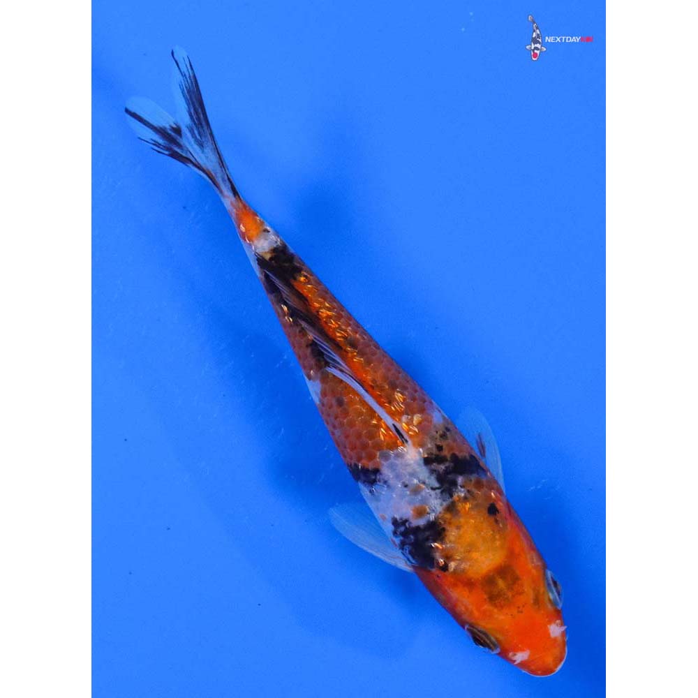 5” Imported Gin Rin Sanke