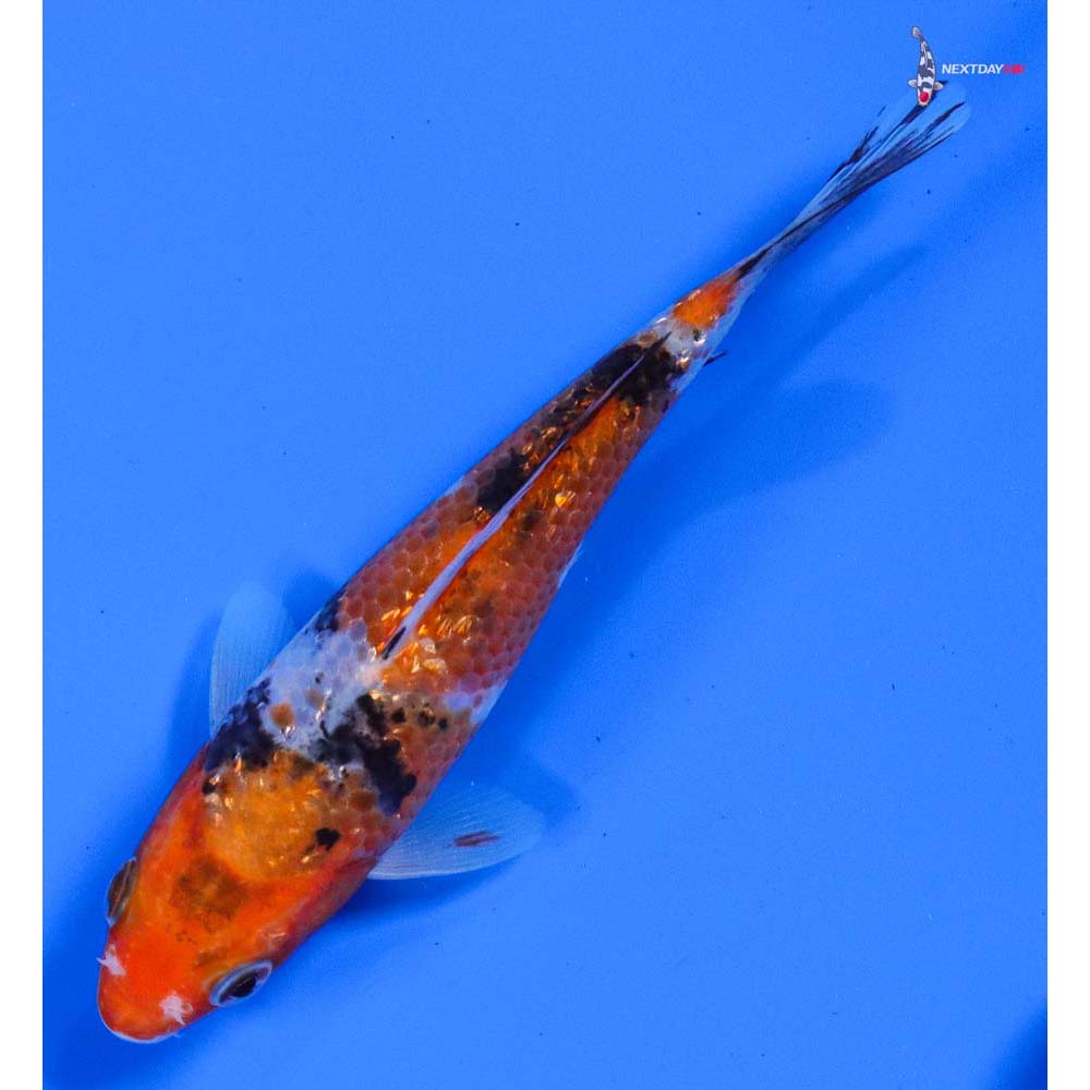 5” Imported Gin Rin Sanke