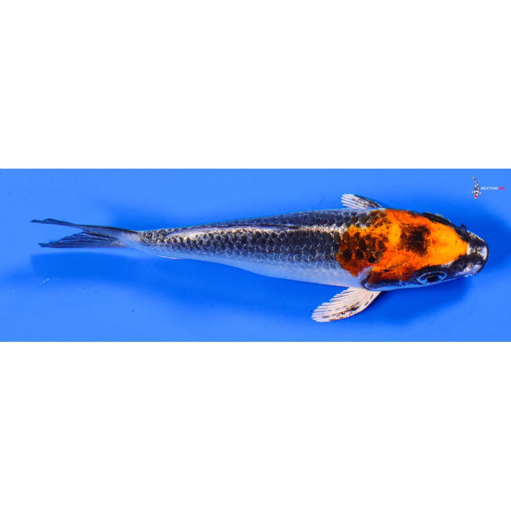 4.5” Imported Kujaku