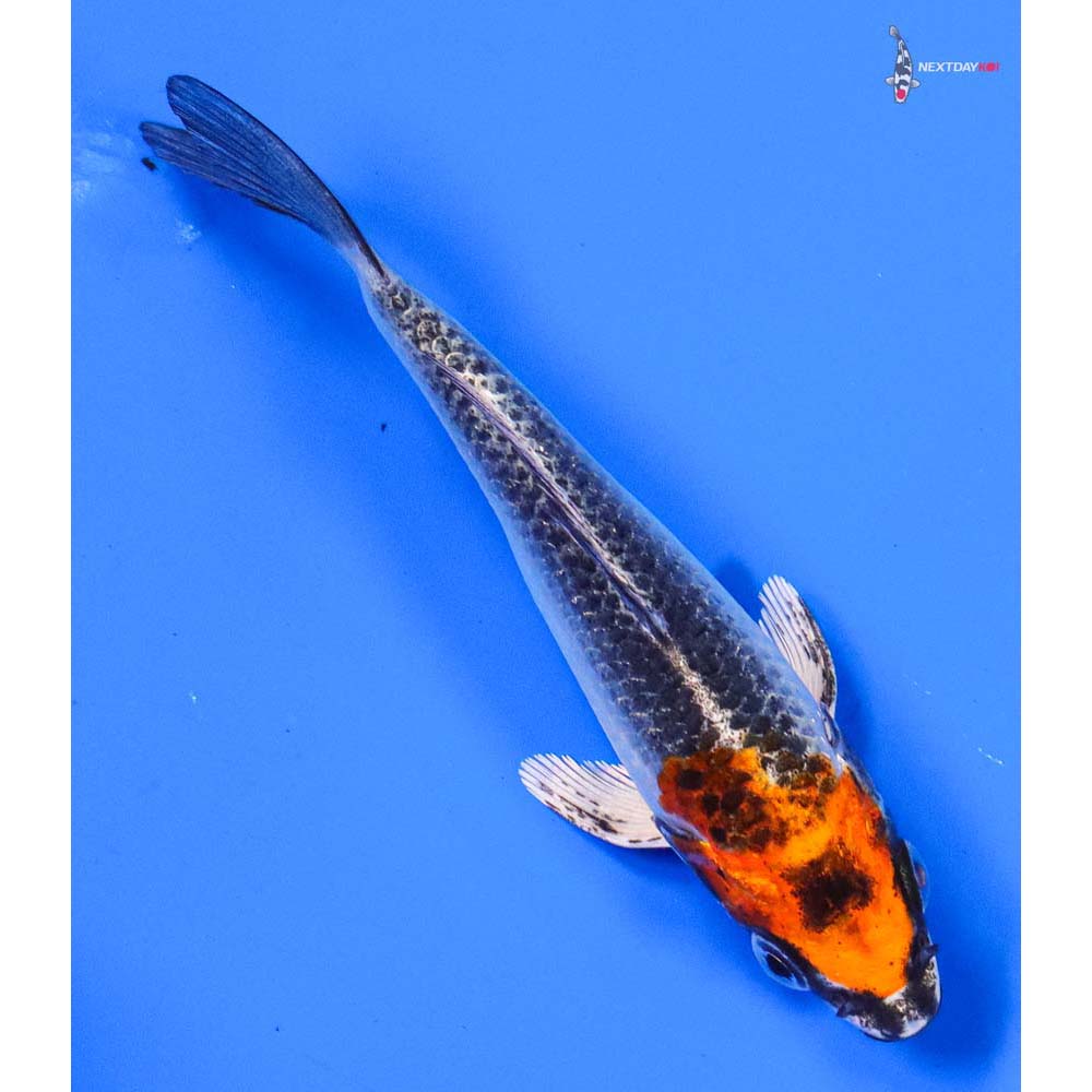 4.5” Imported Kujaku